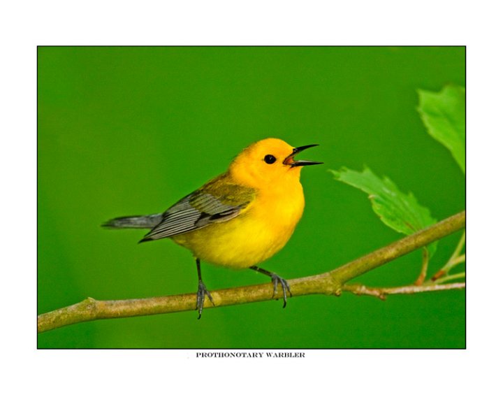 472 prothonotary warbler.jpg